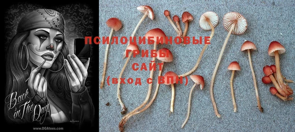 сатива Арсеньев